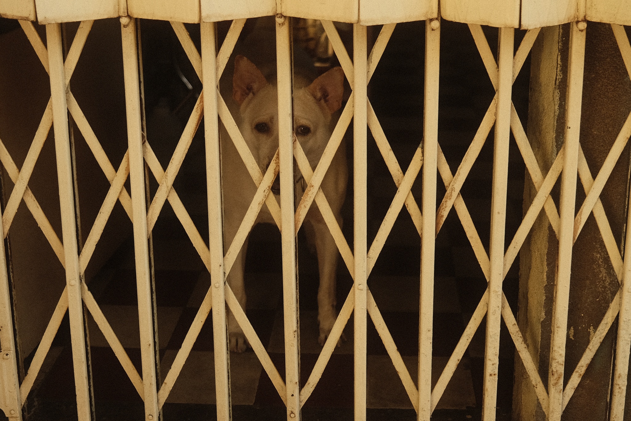 chung cu phim Tran Thanh anh 16