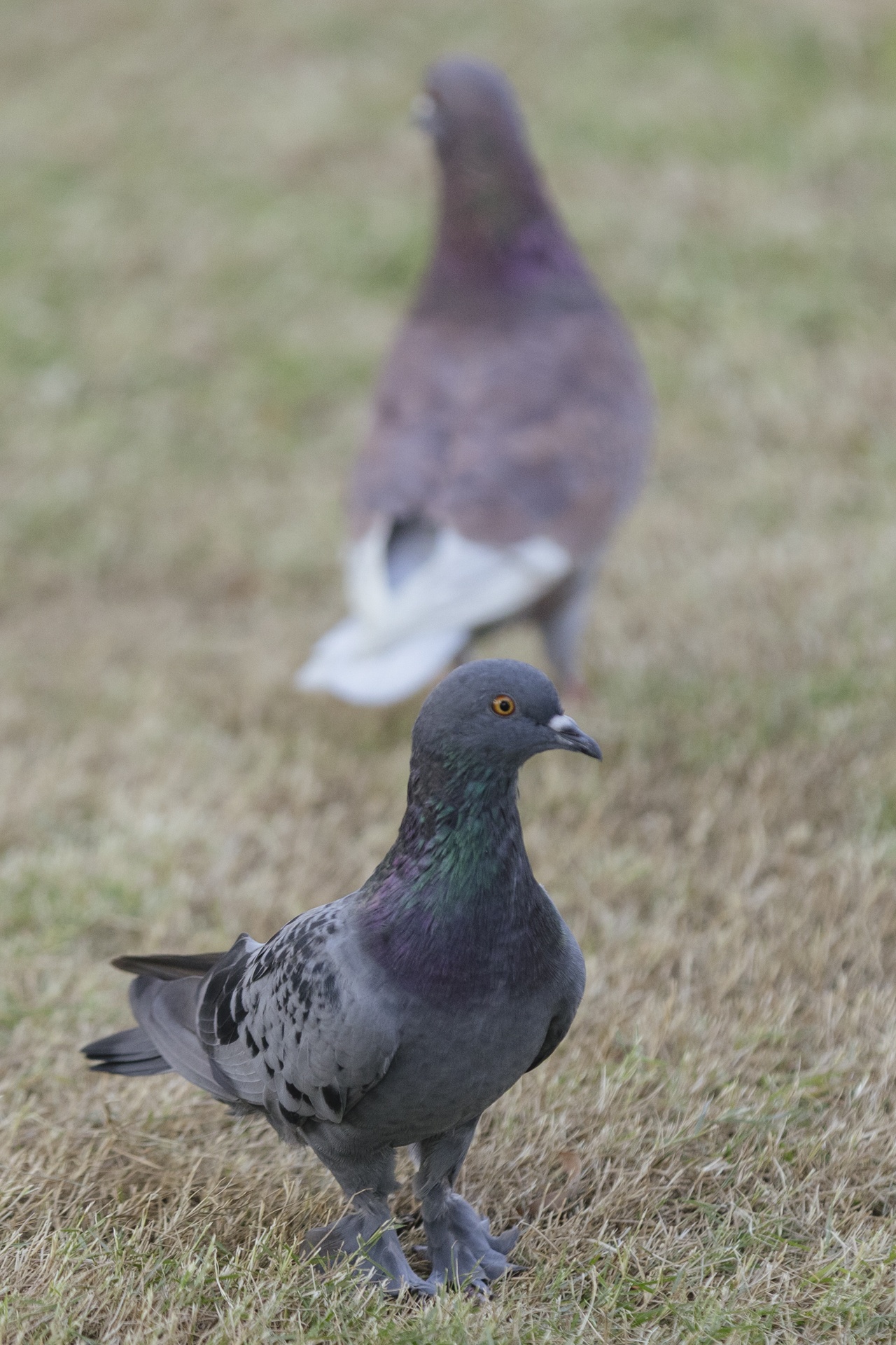 ngay dau nam o TP.HCM anh 12