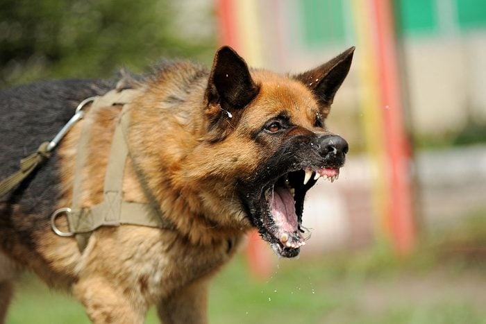 Cho dai lao vao nha can nguoi o Dong Nai hinh anh