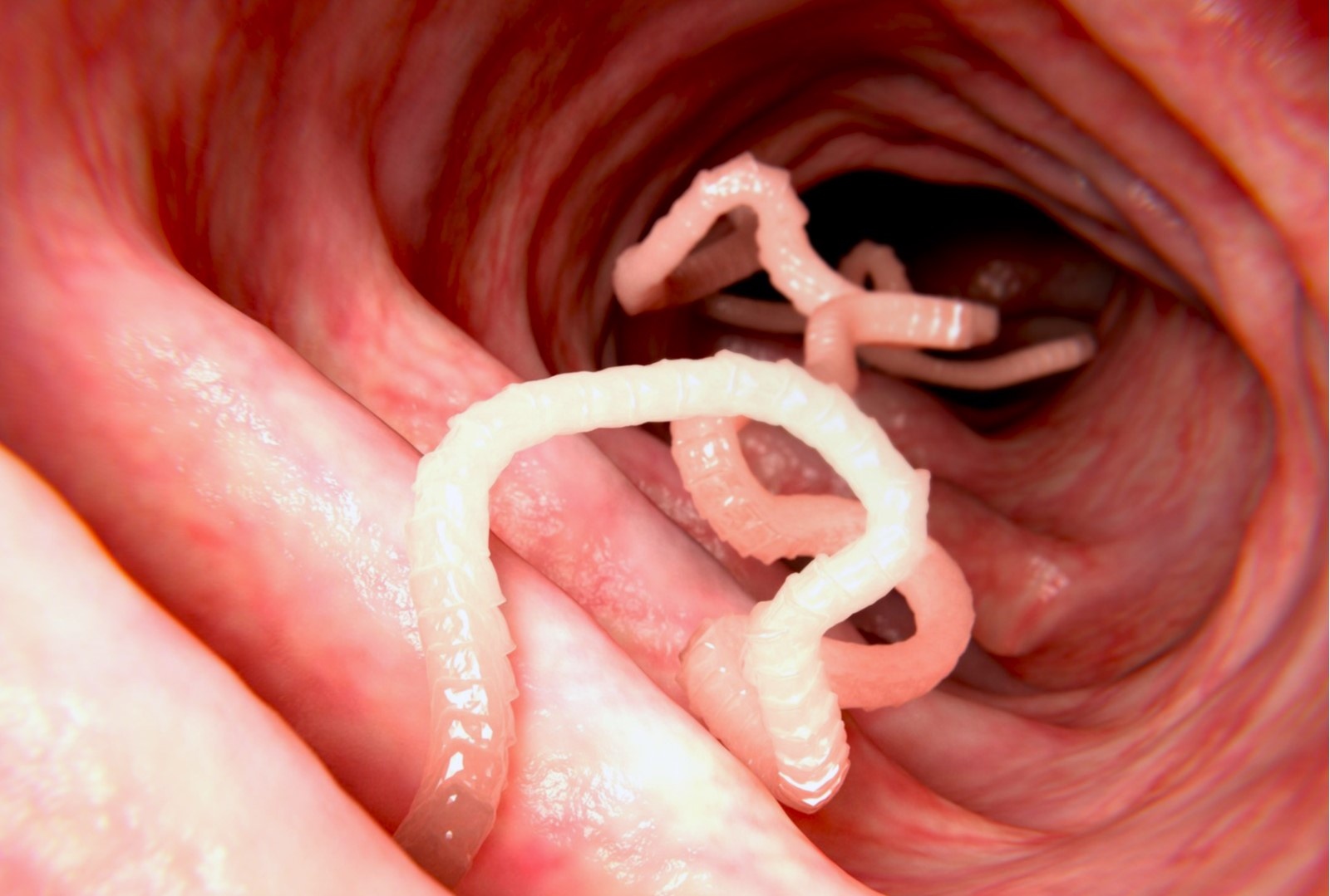 Cac loai giun san co the mac phai khi nuoi thu cung hinh anh