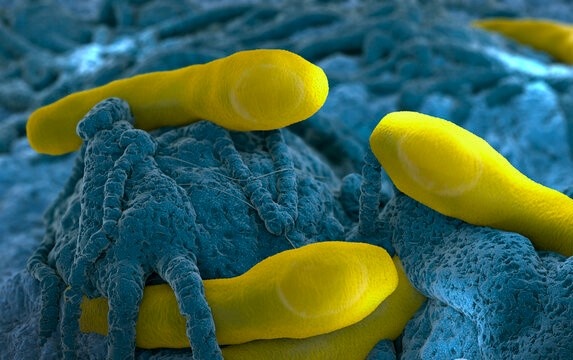 Hai ca nghi nhiem chat cuc doc o TP.HCM an gi truoc khi nhap vien? hinh anh