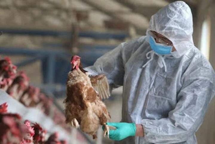 Mac cum A/H5, nam sinh 21 tuoi o Khanh Hoa tu vong hinh anh