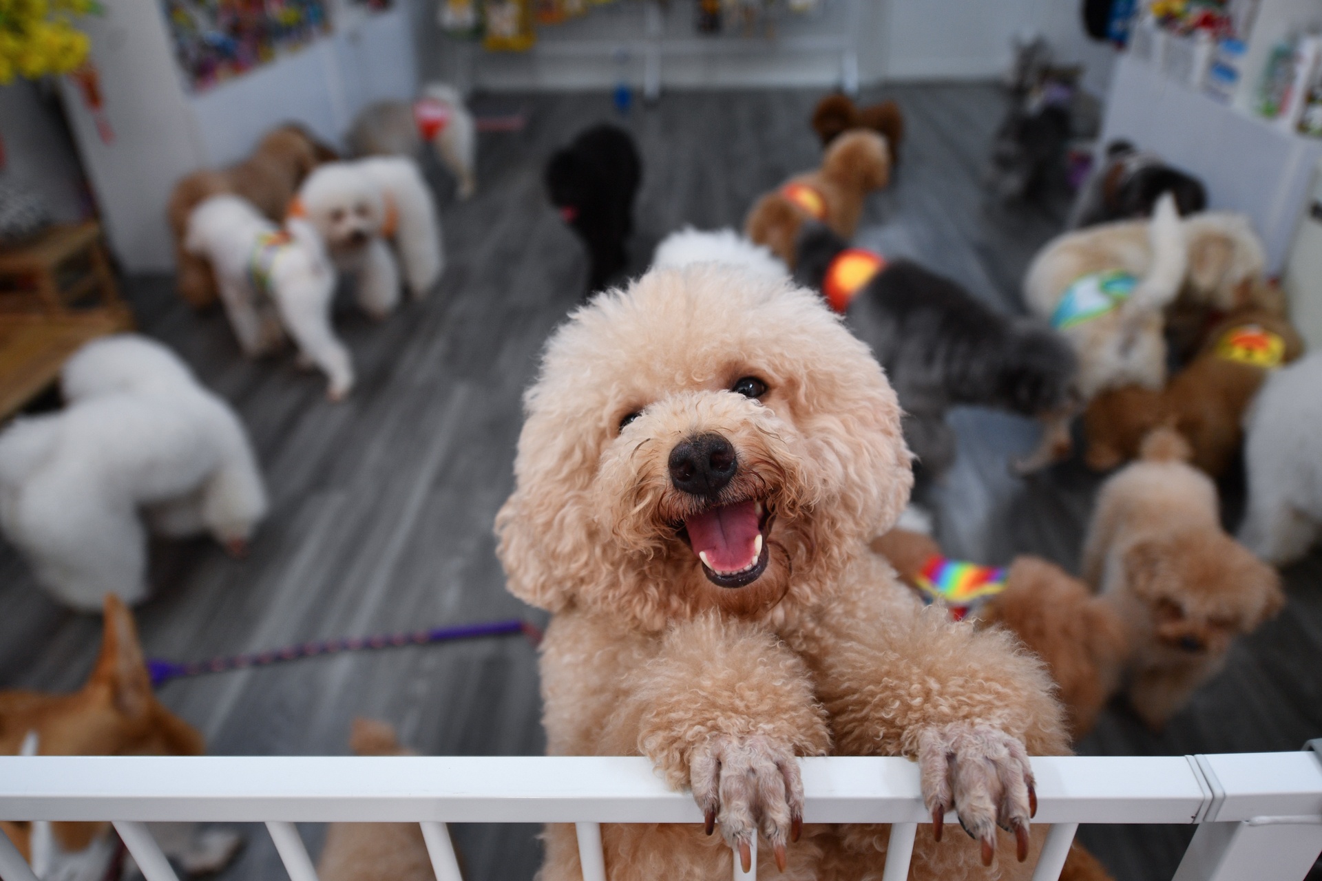 Ty le cho, meo o TP.HCM duoc tiem vaccine dai hinh anh