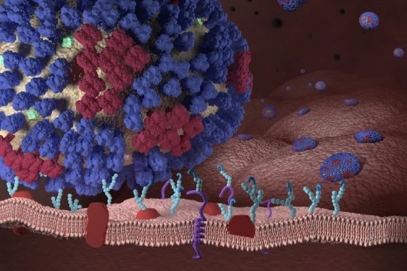 Lien tiep xuat hien ca nhiem cum gia cam, chuyen gi dang xay ra? hinh anh