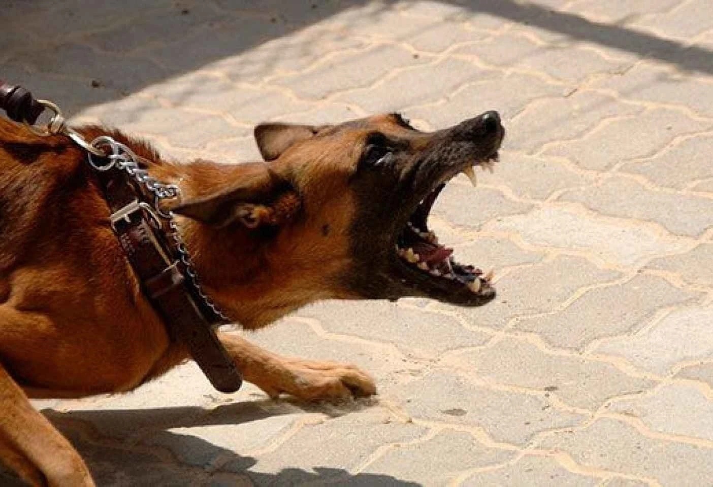 Ba nguoi o Dong Nai bi cho dai can hinh anh