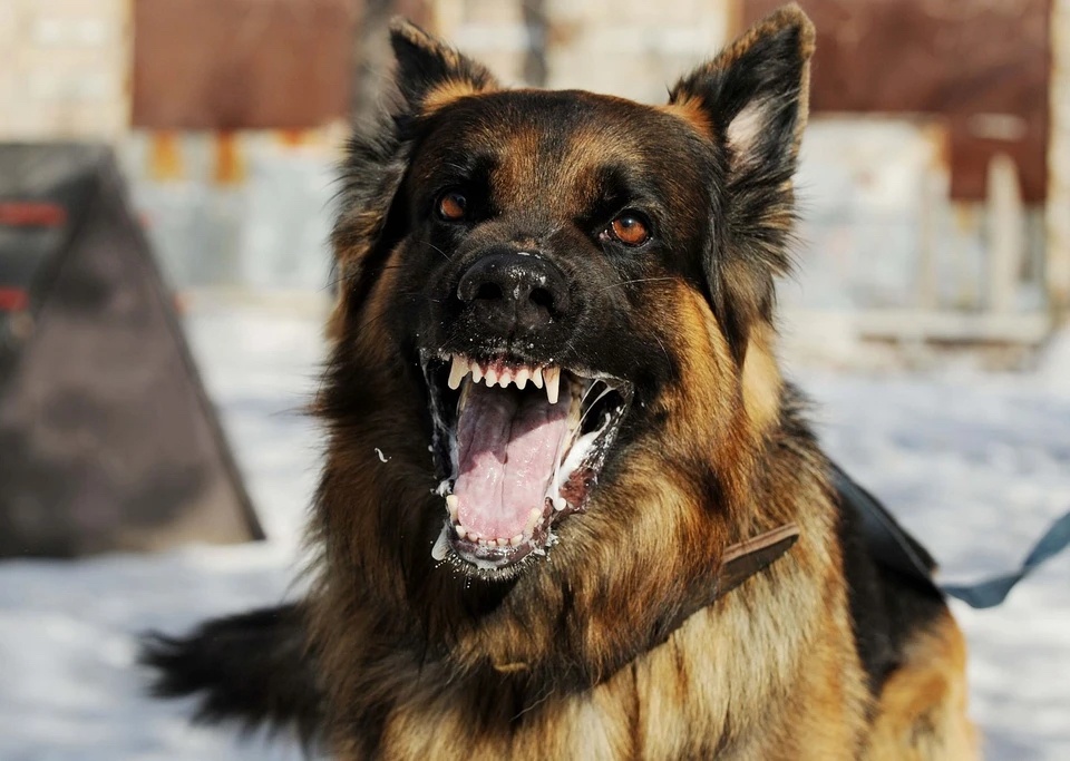 Mot nguoi o Binh Thuan khong qua khoi sau gan 2 thang bi cho can hinh anh