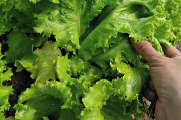 Nhieu loai ky sinh trung tuong tuyet chung lai xuat hien o Viet Nam hinh anh