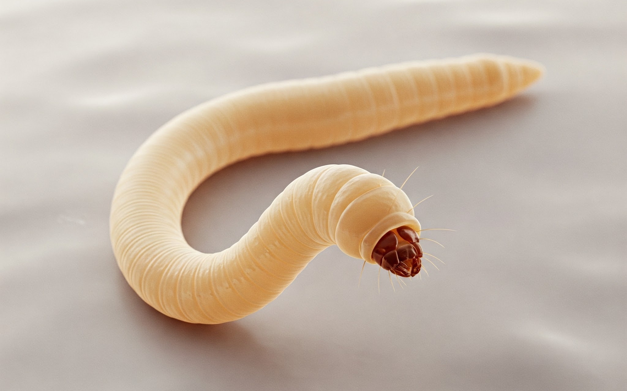 Cau hoi thuong gap lien quan den giun kim hinh anh