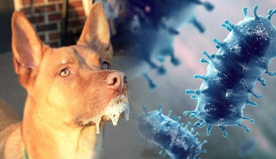 Con chó từng tấn công 4 người ở Đắk Lắk dương tính với virus dại