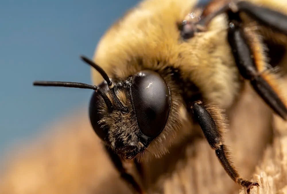 Be trai nguy kich vi loai ong von duoc xem la hien lanh hinh anh