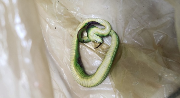 Be trai nguy kich vi bi ran luc duoi do can hinh anh