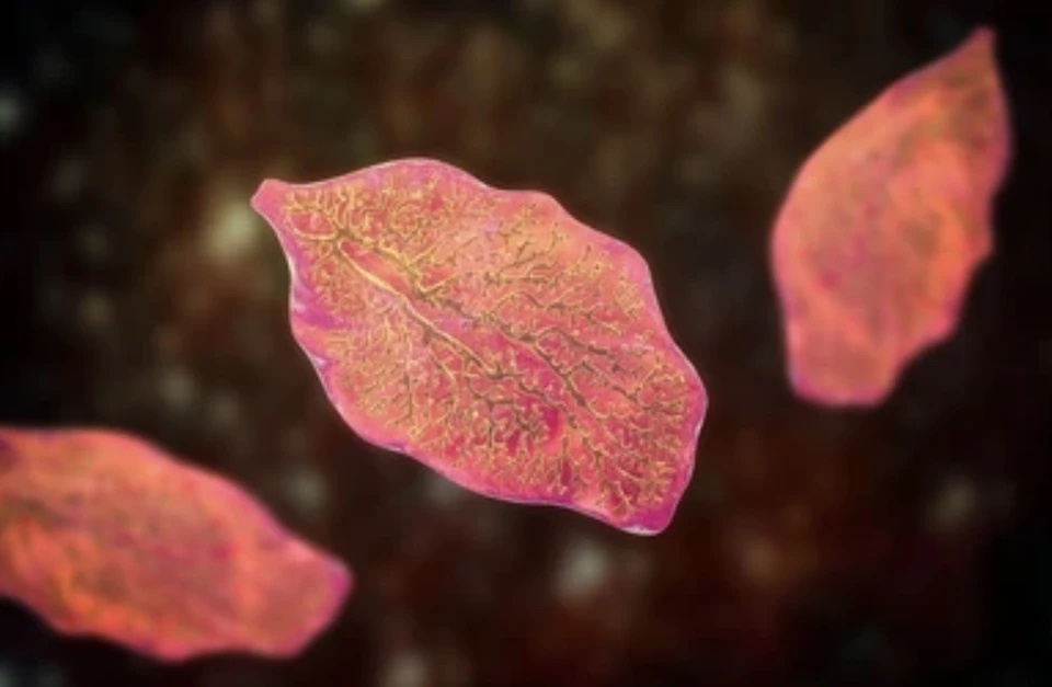 Tuong dau da day hoa ra nhiem san la gan lon hinh anh