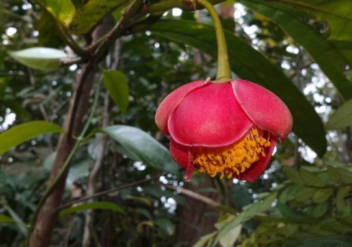 Mot loai hoa moi duoc dat theo ten Giam doc BV Dai hoc Y Duoc TP.HCM hinh anh