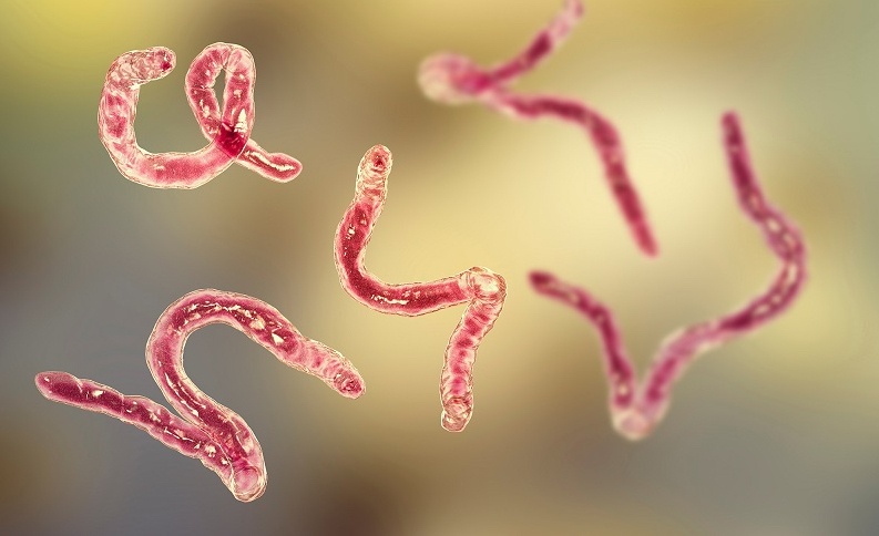 Bieu hien mac giun san can di kham som, kham o dau? hinh anh