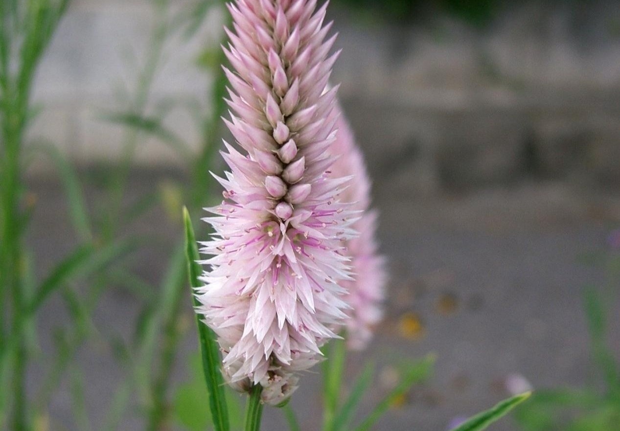 Hoa mao ga chua benh gi? hinh anh