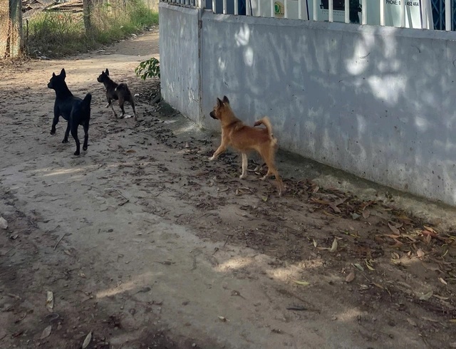 Hang nghin nguoi dan Khanh Hoa phai den vien vi mot benh hinh anh
