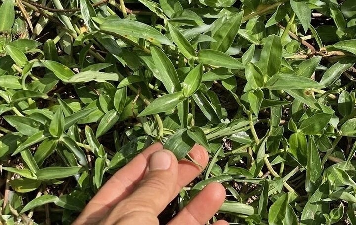 Tac dung dac biet cua rau trai it nguoi biet hinh anh