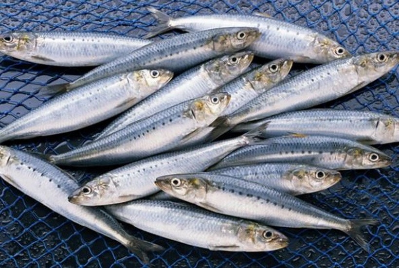 Loai ca duoc vi nhu kho dinh duong tu nhien hinh anh