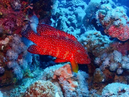 ngo doc Ciguatoxin anh 1