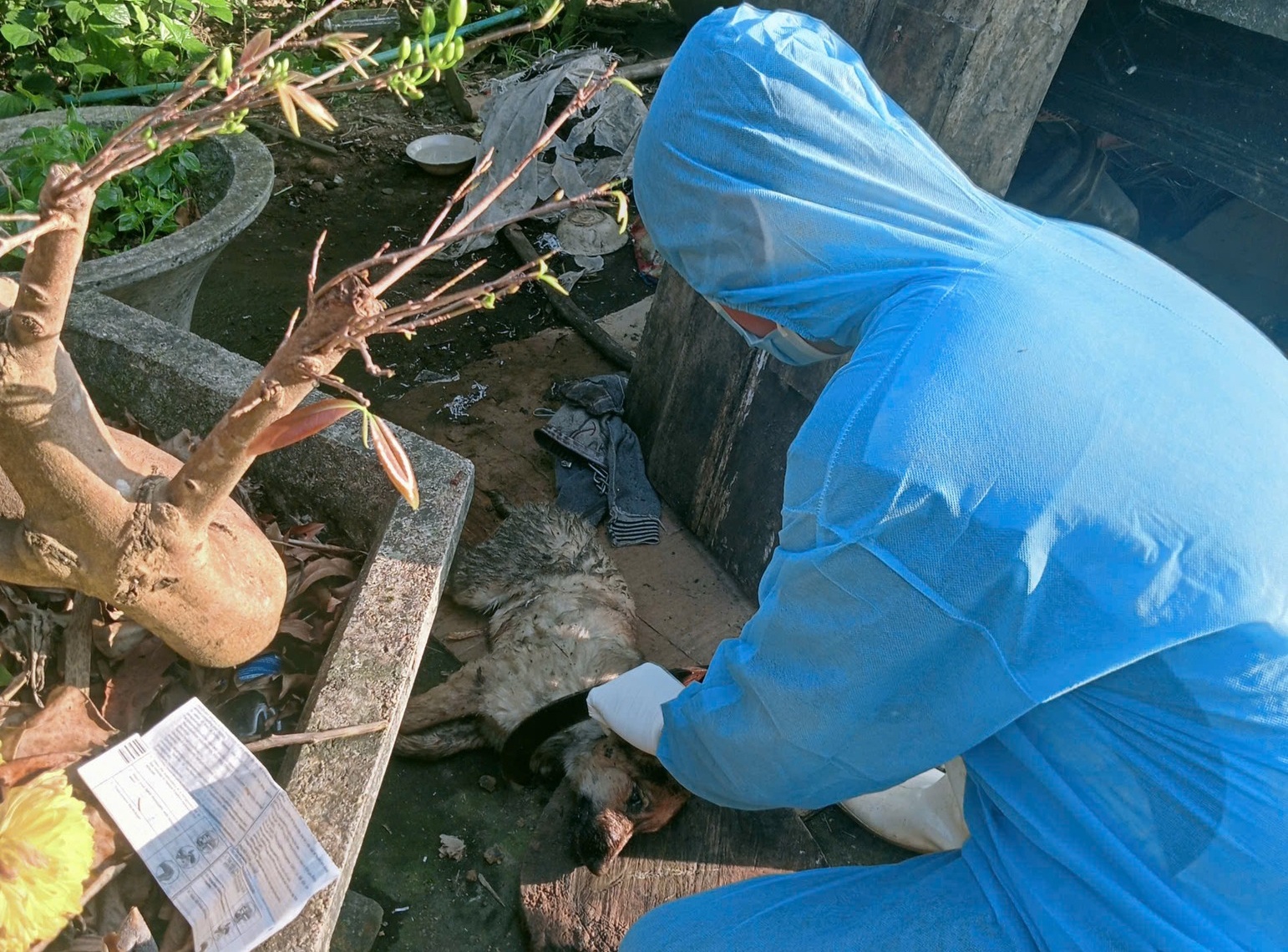 6 nguoi o Da Nang bi cho dai can hinh anh