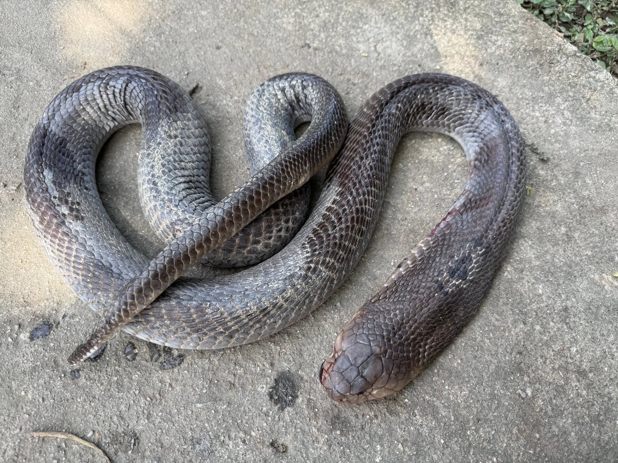 Nguoi dan ong nhap vien voi con ran ho mang dai 2 met hinh anh