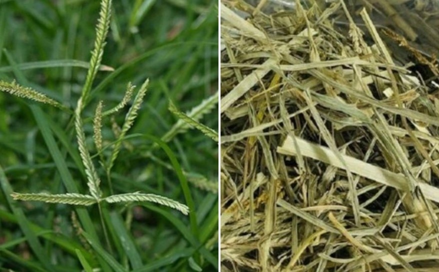 Loai cay duong gan bo than khong trong van moc day vuon hinh anh