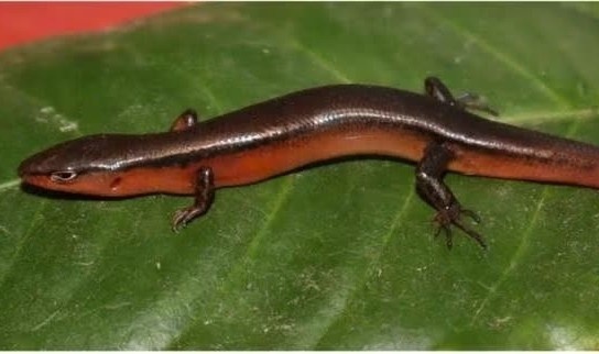 Phat hien loai than lan moi tai Vuon Quoc gia Vu Quang hinh anh