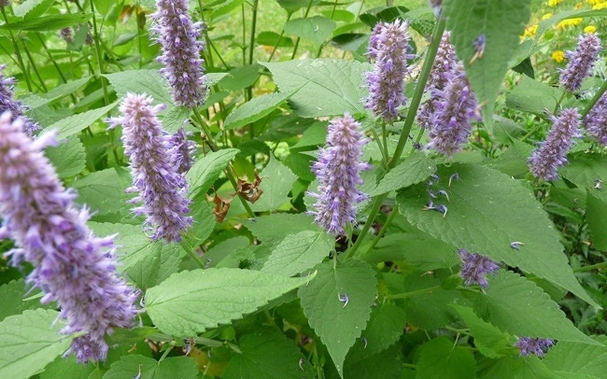 Cay thuoc Viet thom nuc mui, tot cho suc khoe lai khu mui co the hinh anh