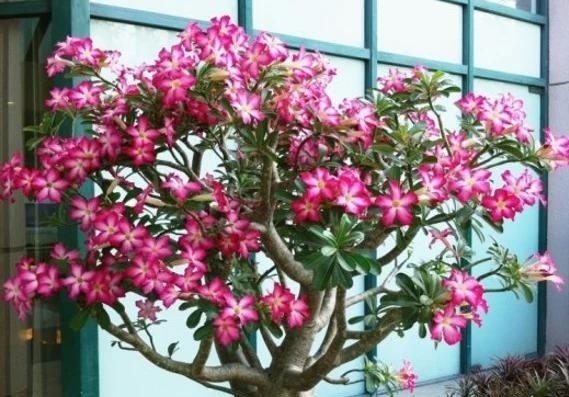 Loi khuyen den nhung gia dinh dang trong hoa su hinh anh