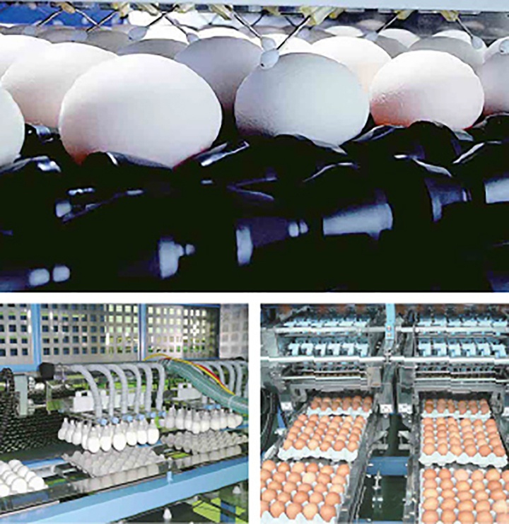 an trung ga song anh 2