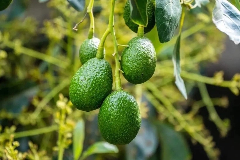 Loai qua Viet beo ngay, thom ngon an hang ngay bo khong kem nhan sam hinh anh