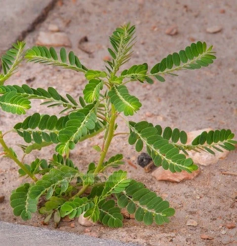 Cay cho de anh 1