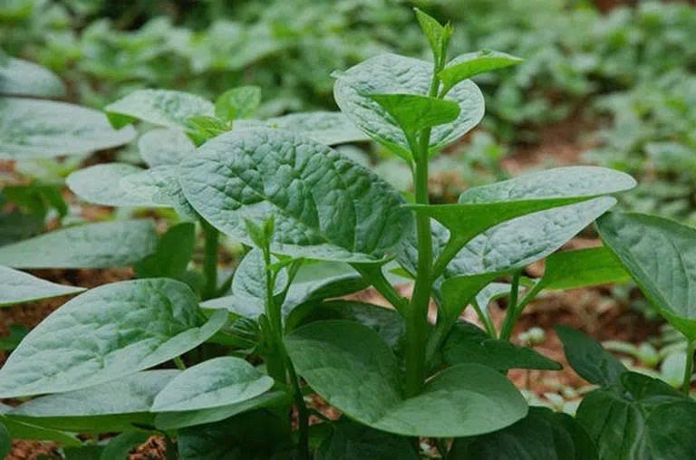 Ít ai ngờ 3 loại rau bán đầy chợ Việt lại có lợi cho đường ruột