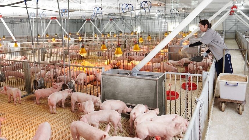 Mối lo từ hàng triệu tấn chất thải chăn nuôi tại TP.HCM