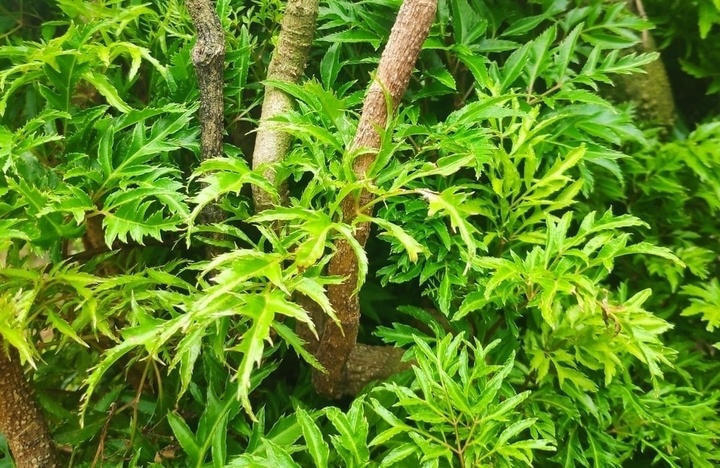 Cây đinh lăng - dược liệu quý như nhân sâm, dùng sai cách dễ rước họa
