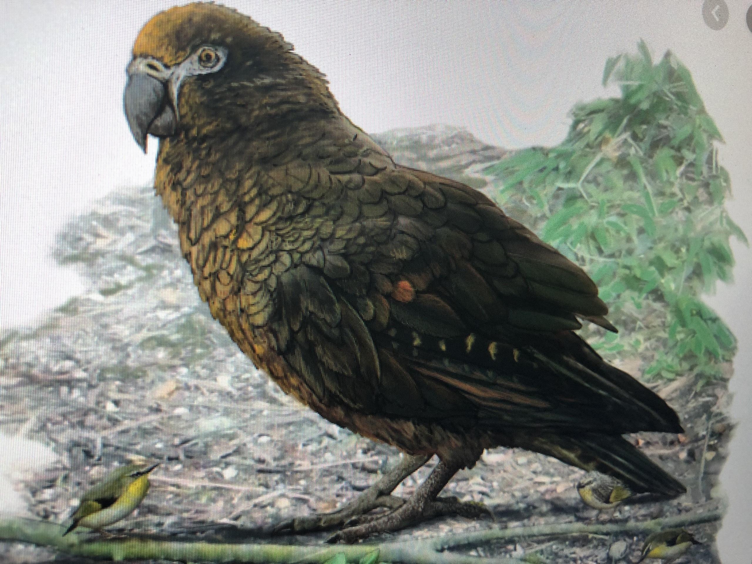 Hoa thach vet co dai cao 1 m duoc phat hien o New Zealand hinh anh