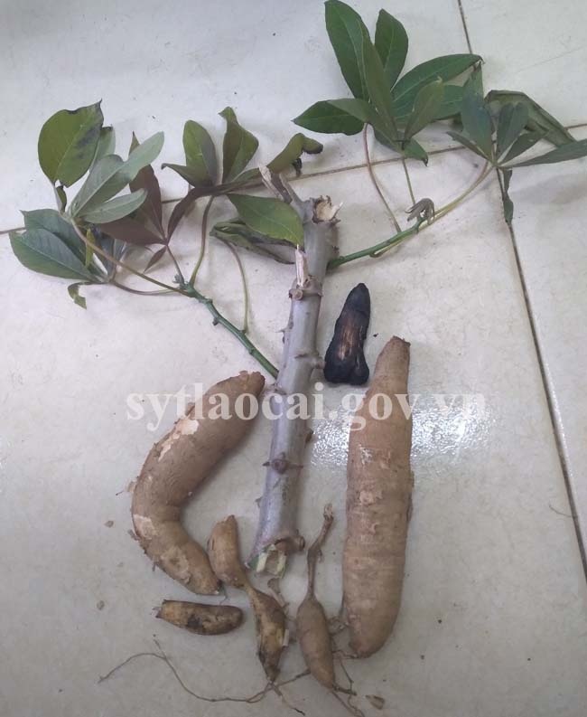 tu vong do ngo doc san cao san anh 1