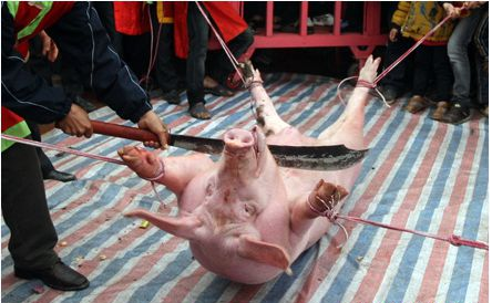 Le hoi hien te gay tranh cai: 'Neu thay da man thi dung xem' hinh anh