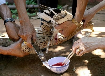 Viet Nam doi mat voi dich cum gia cam tren nguoi hinh anh