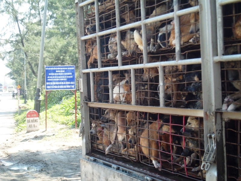 'Van hoa thit cho' se lam bung phat dich dai hinh anh