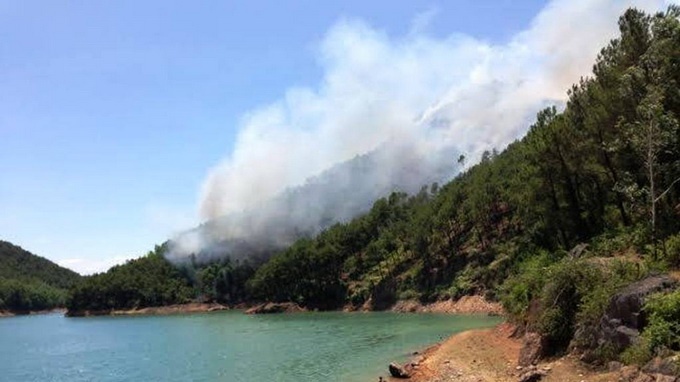 10 ha rung thong 20 nam tuoi boc chay hinh anh