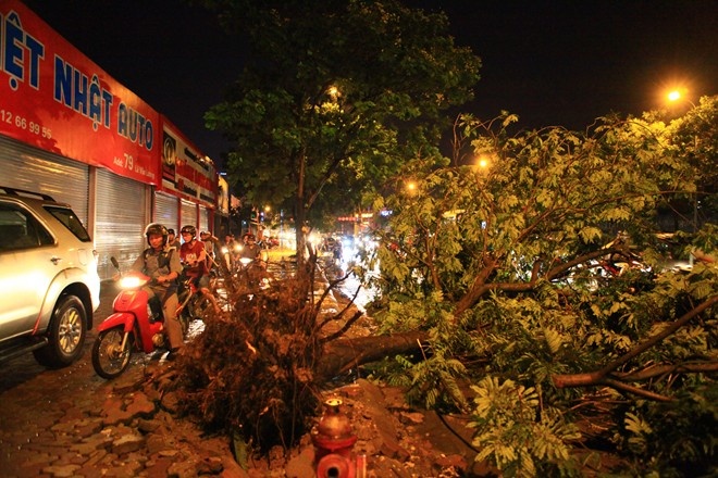 150 cay do trong mua lon o Ha Noi hinh anh