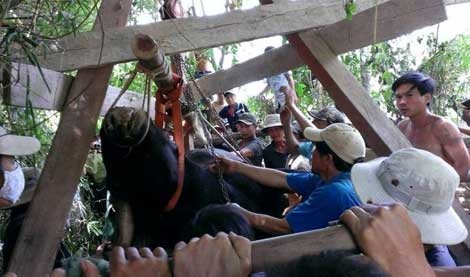 Bo tot ha son 'gay hoa', ai chiu trach nhiem? hinh anh