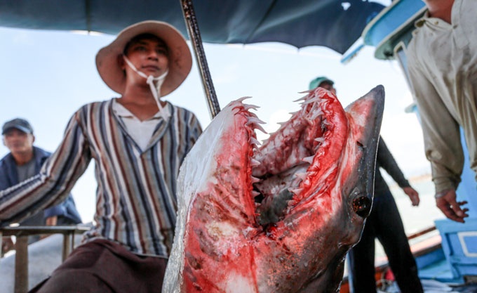 Tau san ca map tai Hoang Sa tro ve tu toa do lua hinh anh