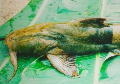 Gap nhung nguoi nuoi 'thuy quai' tren song Gam hinh anh