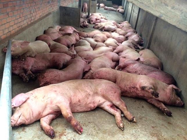 Hon 300 con heo lo mom long mong vuot 19 tram kiem dich hinh anh