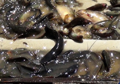 Ben phong sinh, ben chich dien bat lai hinh anh