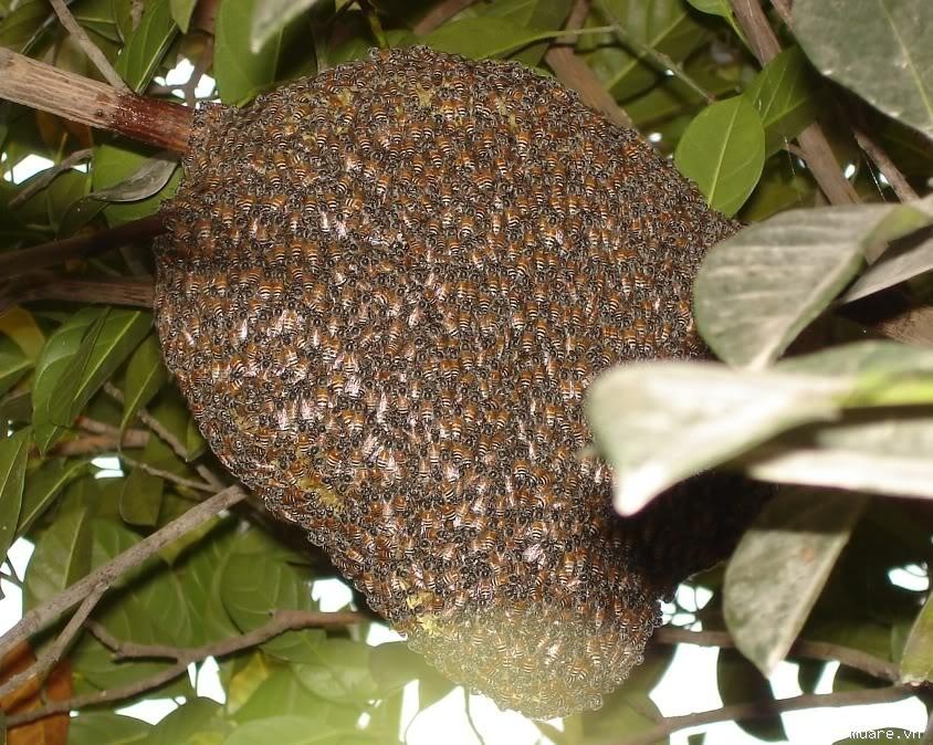 Bi ong dot chet khi di phat ray hinh anh