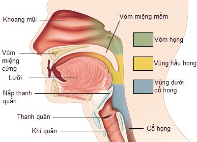 An nhieu dua ca muoi nguy co mac ung thu vom hong hinh anh