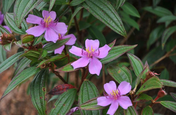 Nhung loai cay giai doc de tim hinh anh